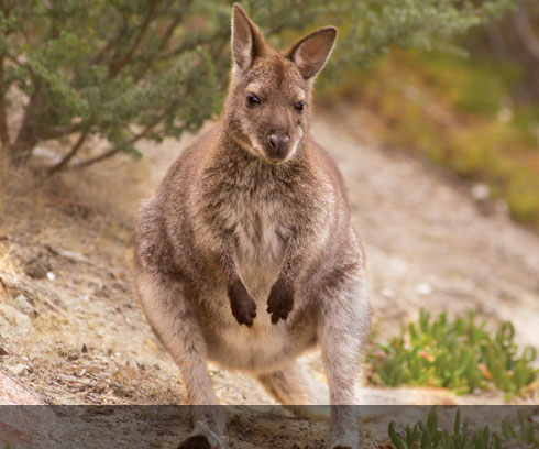 The friendly local wildlife is quite abundant in Coles Bay