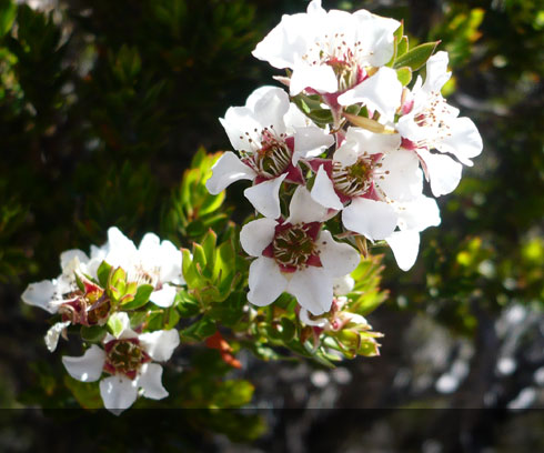 Cradle country wild flowers in the spring