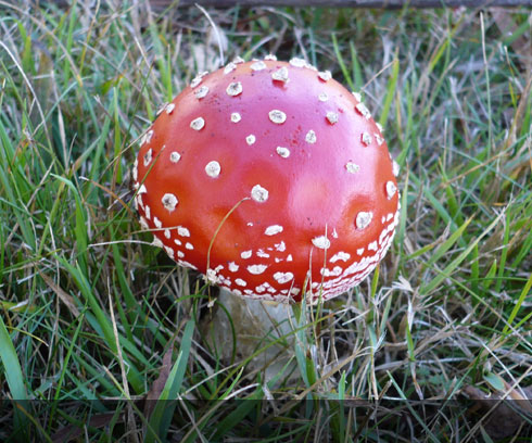 Toadstool like in Alices Wonderland near Cradle Mountain