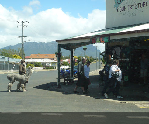 Meet the locals at Sheffield, near Cradle Mountain