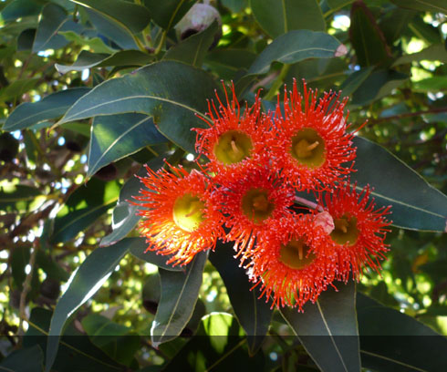 The lovely flowering Gumnuts that line many of Devonport's streets