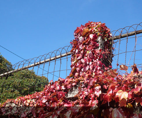 Vibrant Autumn colours in the streets of Devonport