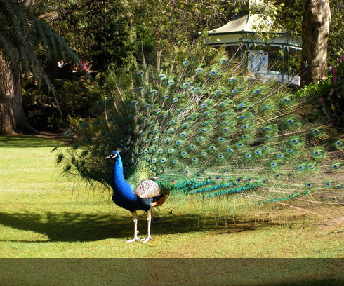 Glorious peacocks roam the gardens at Cataract Gorge Launceston