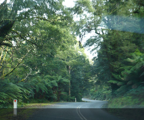 Temperate rainforest drive from Launceston to St Helens on the Tasman Hwy