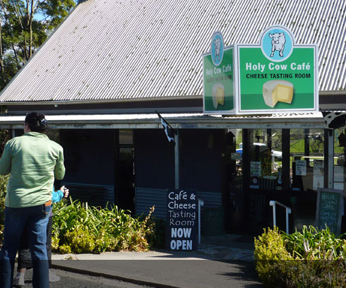 Delicious cheese tasting at the Holy Cow Cafe, Pyengana 25km from St Helens