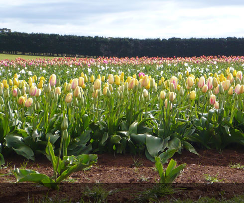 Tulips growing at Wynyard, east of Stanley