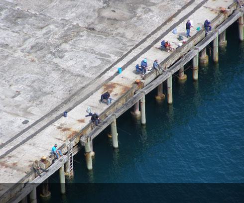 Watch the locals fishing from Stanley wharf