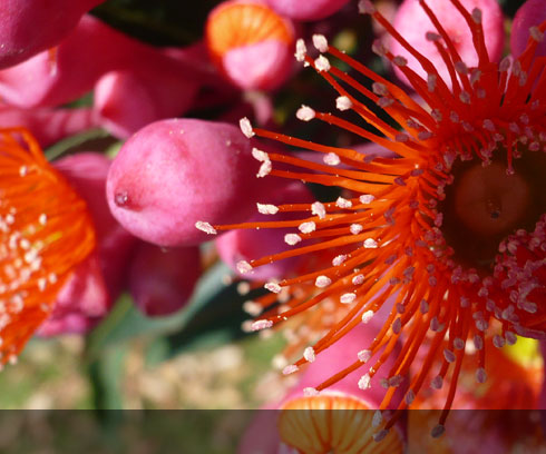 The colouful Gumnut flowers in bloom at Swansea, Tasmania