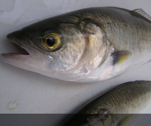 Ocean fresh Australian Salmon from the clear Swansea waters